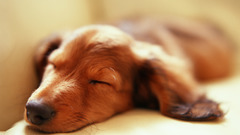 Animals Dogs Puppies dachshund