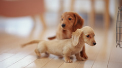 Animals Dogs Puppies dachshund