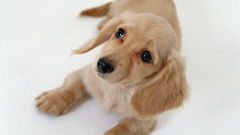 Animals Dogs Puppies dachshund