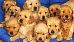 Animals Dogs Puppies golden