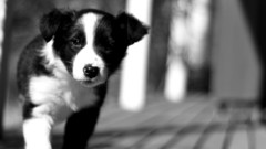 Animals Dogs Puppies grayscale