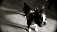 Animals Dogs Puppies grayscale