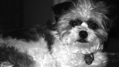 Animals Dogs Puppies grayscale