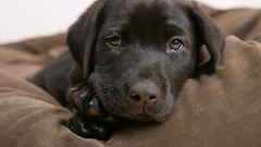 Animals Dogs Puppies labrador