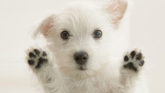 Animals Dogs Puppies maltese