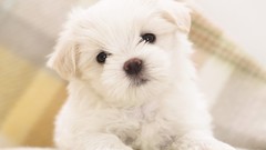 Animals Dogs Puppies maltese