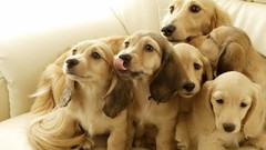 Animals Dogs Puppies pets