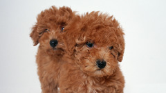 Animals Dogs Puppies poodle