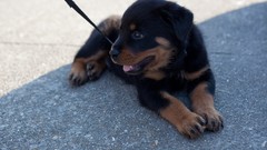 Animals Dogs Puppies rottweiler