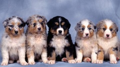 Animals Dogs Puppies Simple