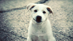 Animals Dogs Puppies smiling