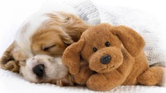 Animals Dogs Puppies stuffed