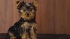 Animals Dogs Puppies yorkshire