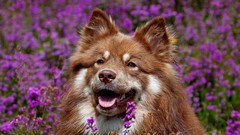 Animals Dogs purple flowers