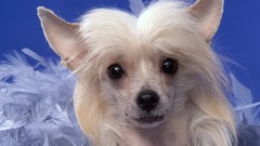 Animals Dogs pyramid chinese crested