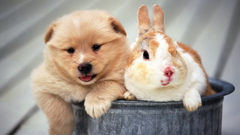 Animals Dogs rabbits