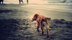 Animals Dogs retro Beaches