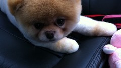 Animals Dogs ride pets pomeranian boo