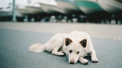 Animals Dogs roads lying down