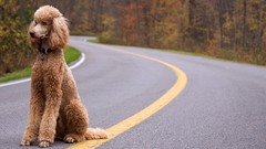 Animals Dogs roads poodle