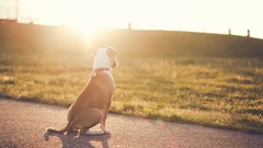 Animals Dogs roads sunlight
