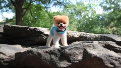 Animals Dogs rocks pets pomeranian boo