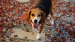 Animals Dogs rocks stare