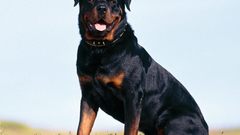Animals Dogs rottweiler