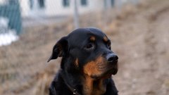 Animals Dogs rottweiler