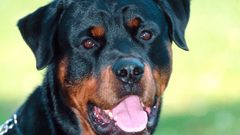 Animals Dogs rottweiler