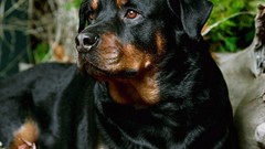 Animals Dogs rottweiler