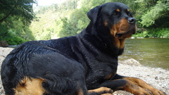 Animals Dogs rottweiler pets