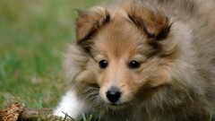 Animals Dogs rough collie