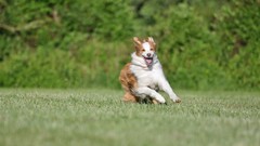 Animals Dogs running