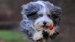 Animals Dogs running jumping