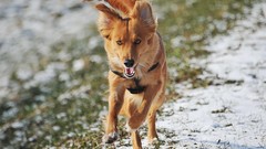 Animals Dogs running pets