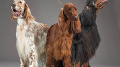Animals Dogs setter English Setter irish setter red setter 