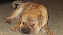 Animals Dogs shar pei