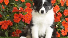 Animals Dogs sheepdog