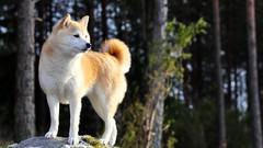 Animals Dogs Shiba Inu pets