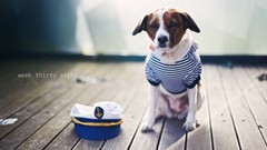 Animals Dogs ships pets