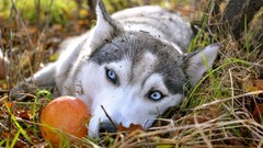 Animals Dogs Siberian Husky