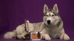 Animals Dogs Siberian Husky husky