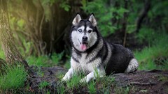 Animals Dogs Siberian Husky husky