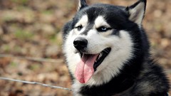 Animals Dogs Siberian Husky husky
