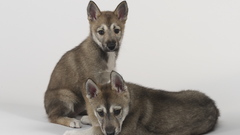 Animals Dogs Simple Background