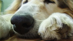 Animals Dogs sleeping