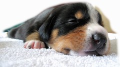 Animals Dogs sleeping