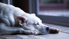 Animals Dogs sleeping