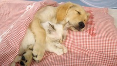 Animals Dogs sleeping